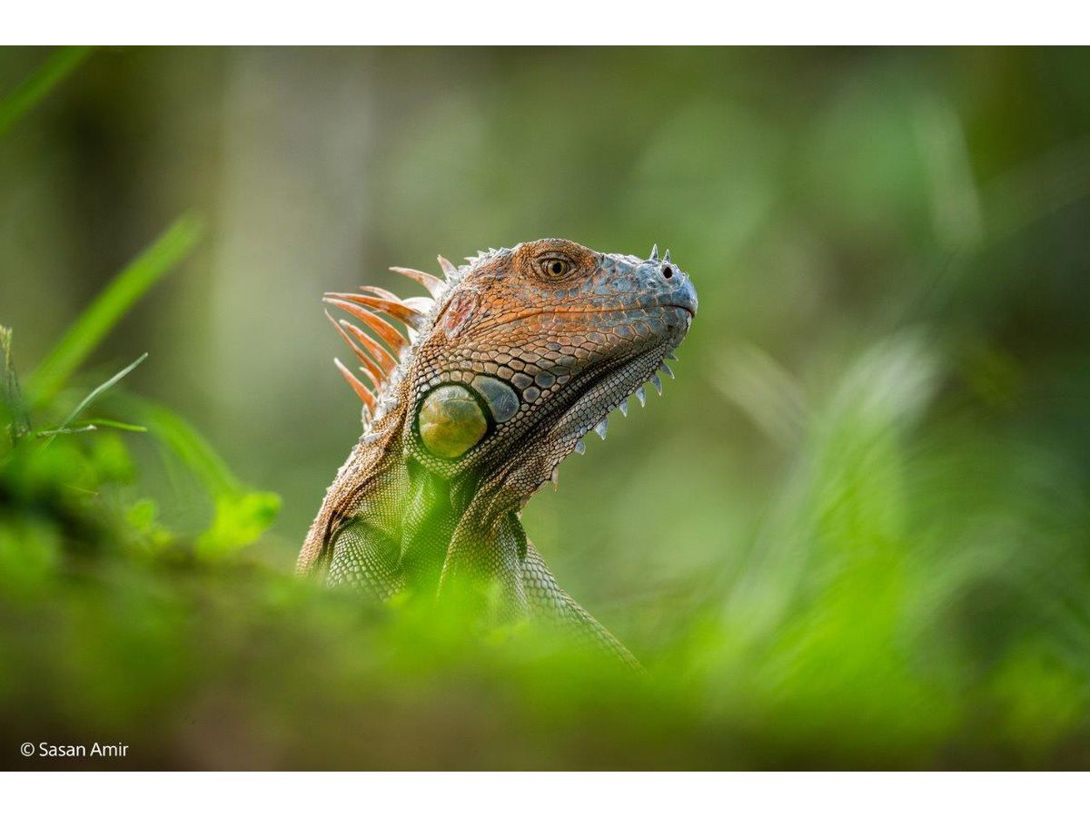Sony E-Mount FF 400-800mm F6.3-8 G OSS