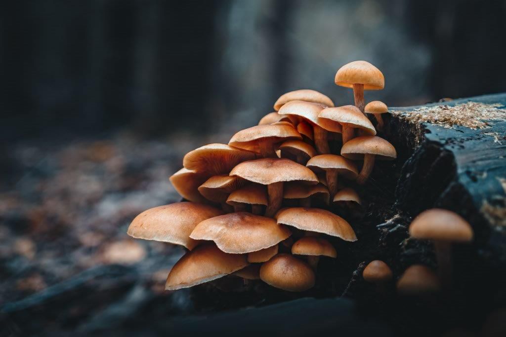 OM System M.Zuiko ED 20mm 1:1.4 PRO