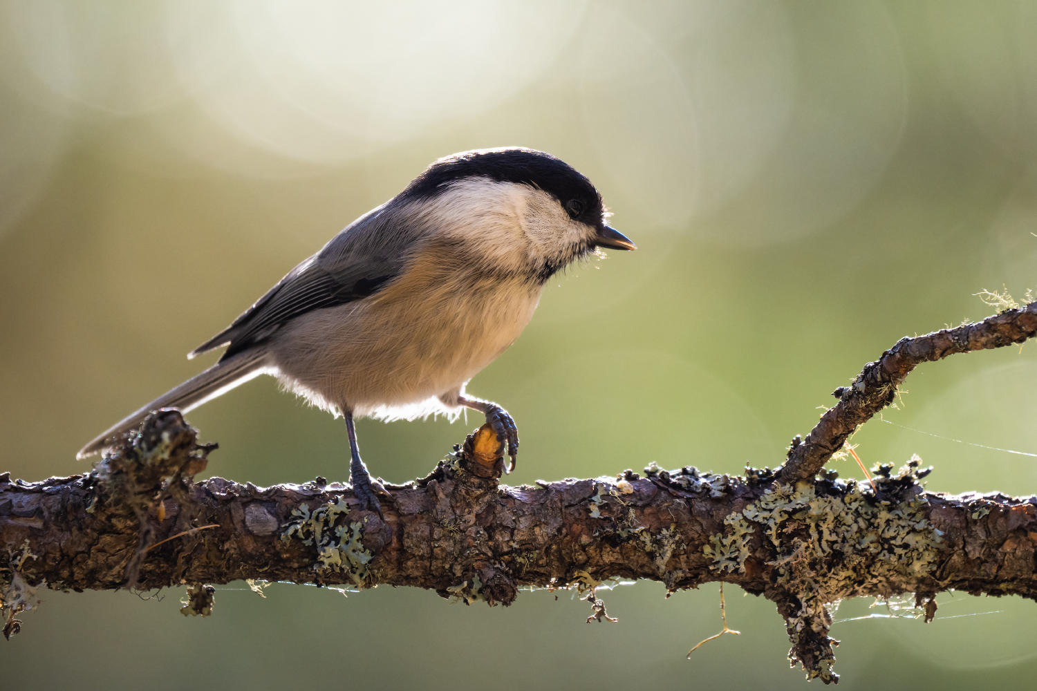 OM System m.Zuiko PRO 150-400mm F4.5