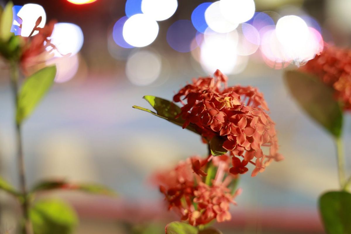 Canon RF 28-70mm f/2.8 IS STM