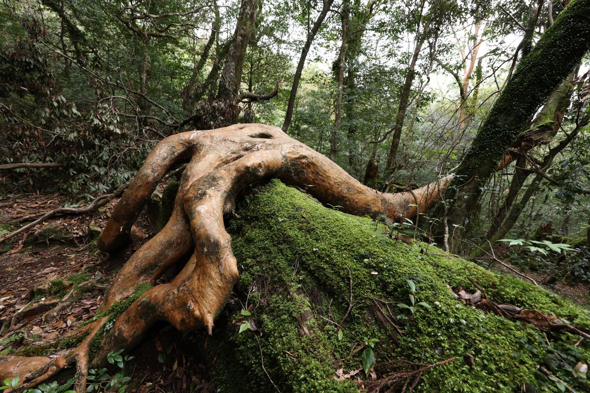 Canon RF 14-35mm f/4L IS USM