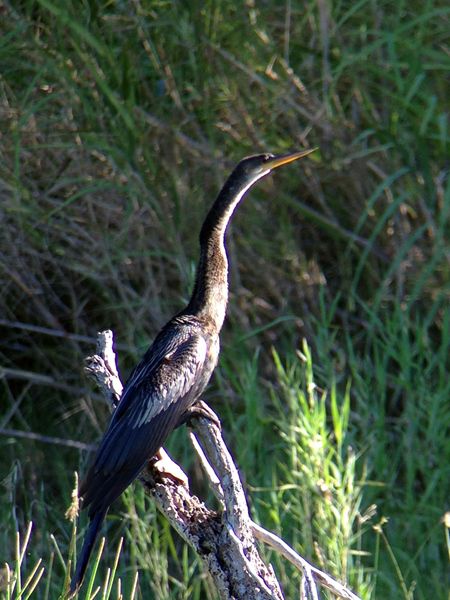 Celestron Regal M2 65ED lunette