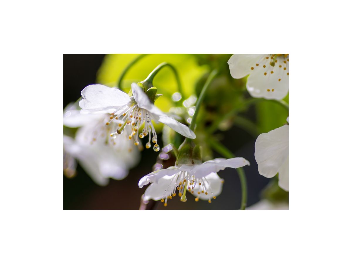 Pentax smc D-FA 100mm/2.8 - WR Makro