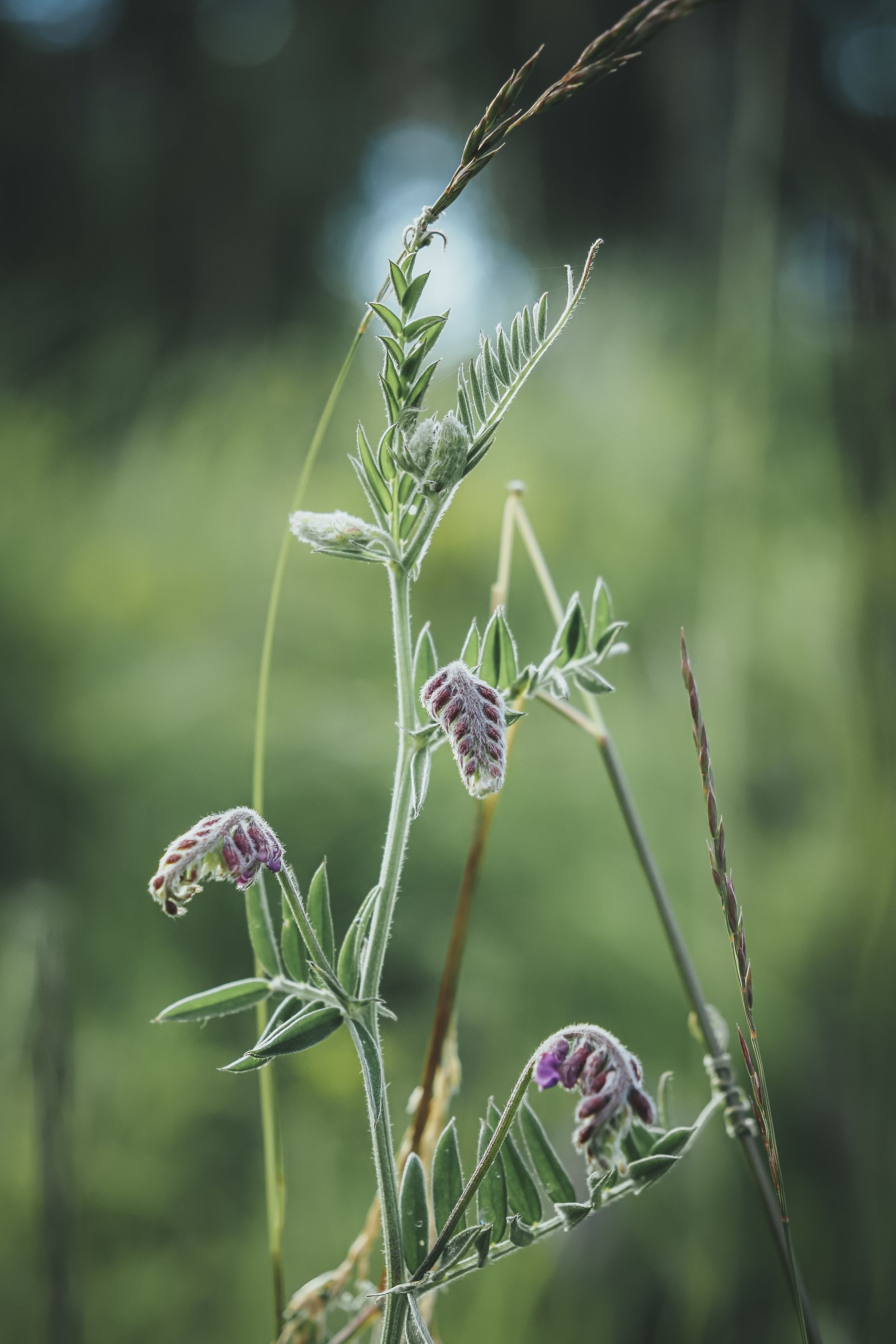 OM System OM-5 Kit Black 12-45mm f4