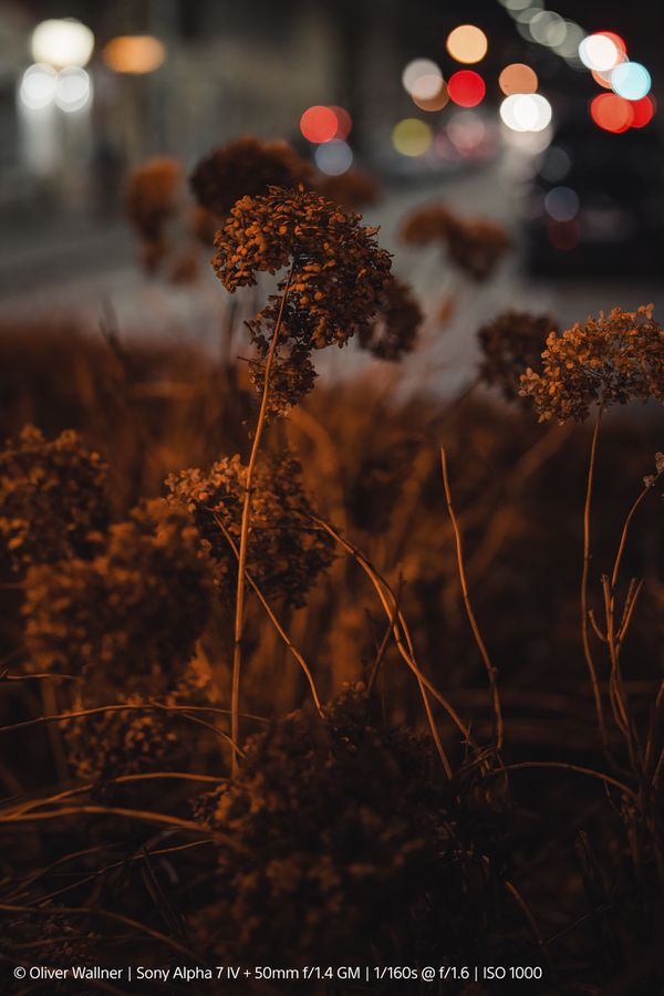 Sony E-Mount FF 50mm F1.4 GM