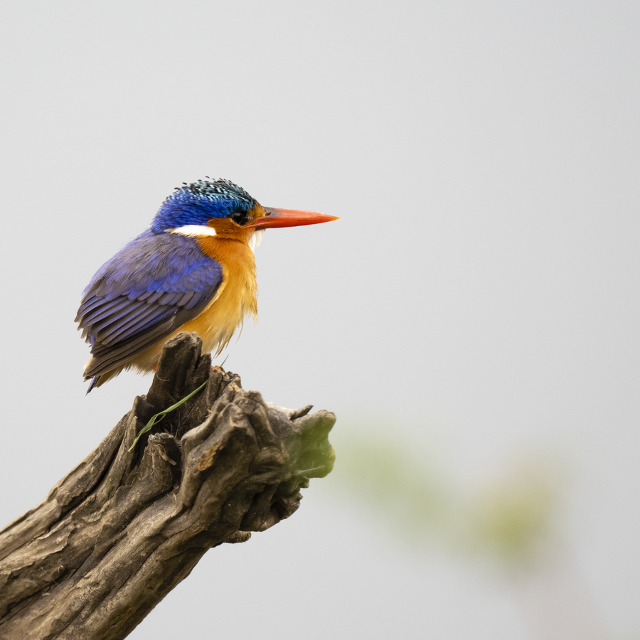 OM System m.Zuiko PRO 150-400mm F4.5