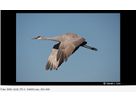 Panasonic Leica DG 100-400mm/4.0-6.3